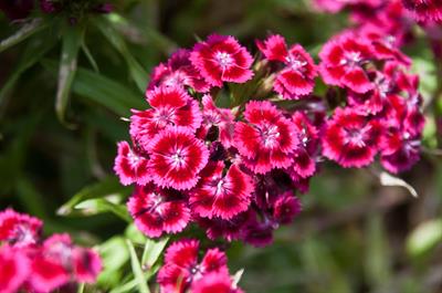 Dianthus barbatus